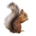 Red squirrel with a nut on a white background isolate Royalty Free Stock Photo