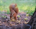 Red squirrel in a park eating a nut Royalty Free Stock Photo