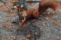 Red squirrel in the park eating nuts on a background of yellow grass. Rainy weather. Rain Royalty Free Stock Photo