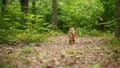 Red squirrel in the park Royalty Free Stock Photo