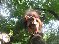 red squirrel Royalty Free Stock Photo
