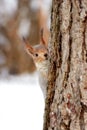 Squirrel in the the park in winter Royalty Free Stock Photo