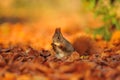 Red squirrel with peanut on the orange leafs Royalty Free Stock Photo