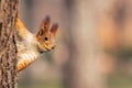 The red Squirrel peeks out from behind a tree Royalty Free Stock Photo
