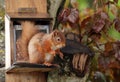 Red Squirrel perched on feeder Royalty Free Stock Photo