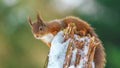 Red Squirrel perched on log