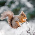 Red squirrel perched on snow covered tree stump
