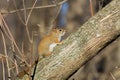 Red Squirrel Perched