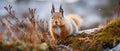 Red squirrel perched on a tree branch, its long bushy tail swaying in the breeze, AI-generated.