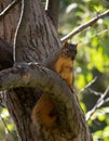 Red Squirrel Perched on a Tree Limb Looking Down