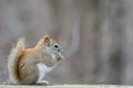 Red Squirrel Perched