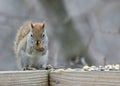 Red Squirrel Perched