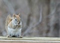 Red Squirrel Perched