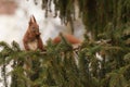 Red squirrel on a pine tree branch in a forest setting. Royalty Free Stock Photo