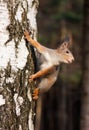 Red squirrel posing on the birch