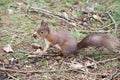 Red Squirrel posing on the ground Royalty Free Stock Photo
