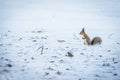 Red squirrel posing at the park.Cute red squirrel looking at winter scene - photo with nice blurred snow background Royalty Free Stock Photo