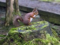 Red Squirrel posing - sitting on a tree stump Royalty Free Stock Photo