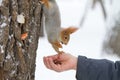 Red squirrel profile Royalty Free Stock Photo