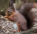 Red squirrel