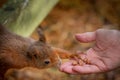 Red squirrel reaching out for peanuts