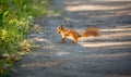 Red squirrel running on road and carrying nut Royalty Free Stock Photo