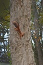 A red squirrel runs down a tree trunk.