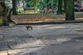 Red squirrel runs on the sidewalk in Shevchenko Park in Dnipro Ukraine