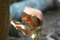 Red squirrel sat on tree branch Royalty Free Stock Photo