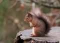 Red Squirrel (Sciurus vulgaris) Royalty Free Stock Photo