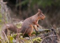 Red Squirrel (Sciurus vulgaris) Royalty Free Stock Photo