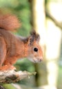 Red Squirrel (Sciurus vulgaris) Royalty Free Stock Photo