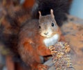 Red Squirrel(Sciurus vulgaris) Royalty Free Stock Photo