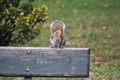 Red squirrel animal of class Mammalia mammals