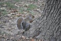 Red squirrel animal of class Mammalia mammals