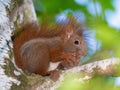 Red squirrel, Sciurus vulgaris. The animal sits on a thick branch of a tree and gnaws a walnut Royalty Free Stock Photo
