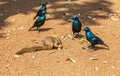 Red Squirrel Sciurus vulgaris with black birds, South Africa Royalty Free Stock Photo