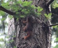 Red squirrel