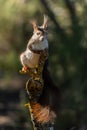 Red squirrel, or Sciurus vulgaris, climbing up a tree trunk. Royalty Free Stock Photo