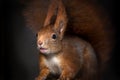 Red squirrel Sciurus vulgaris close up view