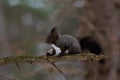 Red squirrel, Sciurus vulgaris Royalty Free Stock Photo