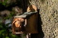 Red squirrel, sciurus vulgaris, feeding from a squirrel feeder, Isle of Wight, Hampshire Royalty Free Stock Photo