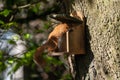 Red squirrel, sciurus vulgaris, feeding from a squirrel feeder, Isle of Wight, Hampshire Royalty Free Stock Photo