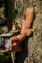 Red squirrel, sciurus vulgaris, Shanklin, Isle of Wight, Hampshire Royalty Free Stock Photo