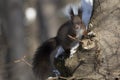 Red squirrel (Sciurus vulgaris) Royalty Free Stock Photo