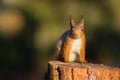 Red Squirrel sciurus vulgaris sat on a tree stump Royalty Free Stock Photo