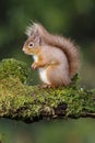 Red squirrel, Sciurus vulgaris