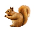 Red Squirrel, Sciurus Vulgaris, sitting eating Royalty Free Stock Photo