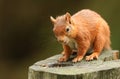 A stunning Red Squirrel Sciurus vulgaris sitting on a log. Royalty Free Stock Photo