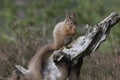 Red squirrel, Sciurus Vulgaris, sitting and walking along pine branch near heather in the forests of cairngorms national, scotland Royalty Free Stock Photo
